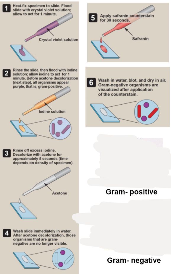 <ul><li><p>Heat fix specimen to slide</p></li><li><p>flood slide with crystal violet solution and leave for 1 minute (purple)</p></li><li><p>rinse the slide then flood with iodine solution for 1 minute</p></li><li><p>Specimen will appear purple</p></li><li><p>Rinse of excess iodine (orange)</p></li><li><p>Declolourise with acetone for 5 seconds (depends on specimen) (clear)</p></li><li><p>wash slide immediatley in water</p></li><li><p>after washing, gram negative bacteria are not visible</p></li><li><p>apply safranin counterstain for 30 seconds (red)</p></li><li><p>wash in water, blot, and dry in air</p></li><li><p>gram negative bacteria will be visible after adding this counterstain</p></li></ul><p></p>