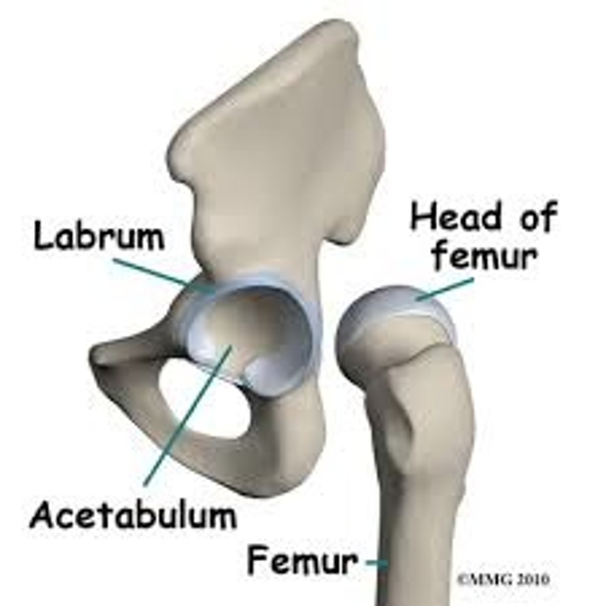 <p>rim of soft cartilage that encirles the acetabulum, deepening the socket and securing the hip joint.</p>