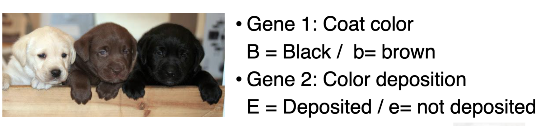 <p><span style="color: blue">What is the probability of obtaining a yellow</span><span style="color: blue"><br></span><span style="color: blue">Labrador when crossing Bb Ee x Bb Ee?</span><span style="color: blue"><br></span><span style="color: blue">A. 9/16</span><span style="color: blue"><br></span><span style="color: blue">B. 3/16</span><span style="color: blue"><br></span><span style="color: blue">C. 2/16 or 1/8</span><span style="color: blue"><br></span><span style="color: blue">D. 4/16 or ¼</span><span style="color: blue"><br></span><span style="color: blue">E. 5/16</span></p>