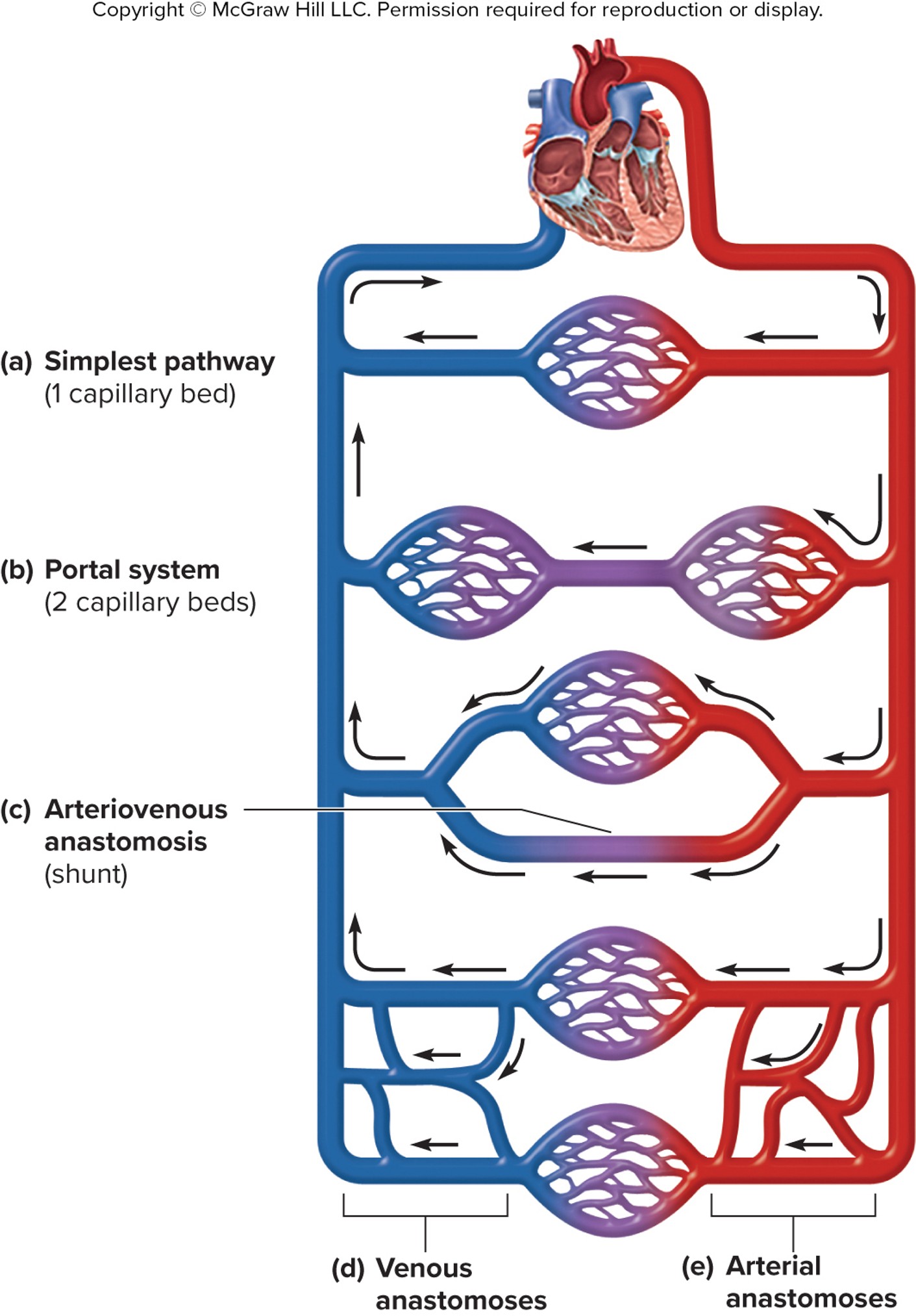 <ol><li><p>simple pathway: one capillary bed</p></li><li><p>portal system: 2 cap beds</p></li><li><p>arteriovenous anastomosis (shunt/highway)</p></li><li><p>venous anastomoses</p></li><li><p>arterial anastomoses</p></li></ol><p></p>