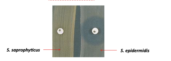 <p>used to differentiate coagulase-negative staphylococci and identify the isolate as staphylococcus saprophyticus.</p>