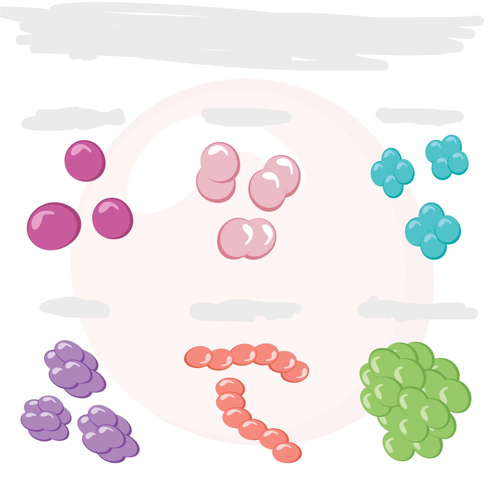 <ul><li><p><strong>cells </strong>are <strong>round</strong></p></li><li><p>ex) staphylococcus, streptococcus</p></li></ul>