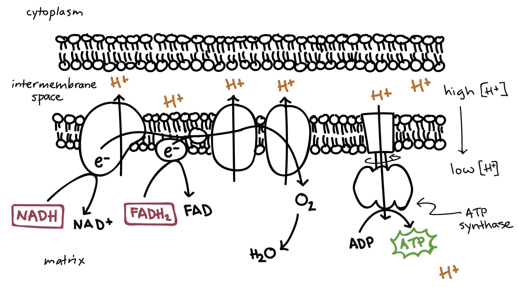 <p>ATP by electrons flowing through ATP Synthase</p>