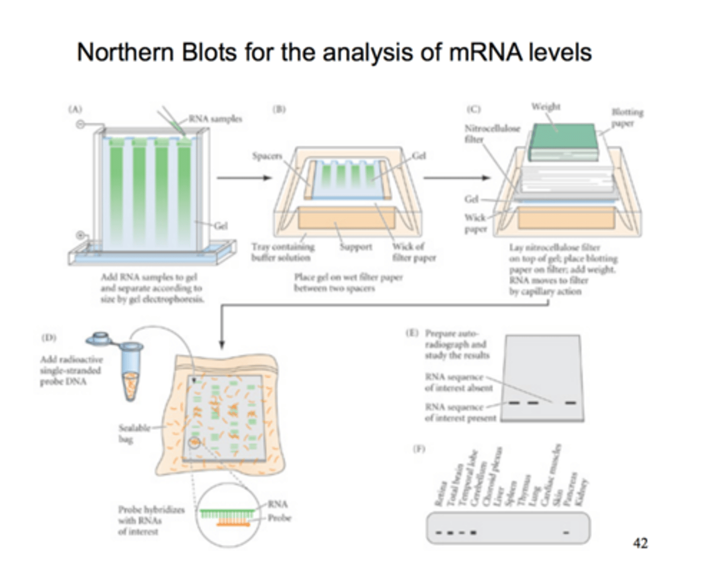 <p>a technique used to assess gene expression by determining whether a gene is producing mRNA and measuring the quantity of mRNA being synthesized</p>