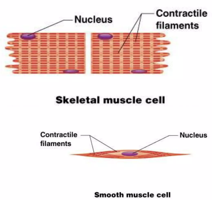 <p>skeletal and smooth muscle cells</p>