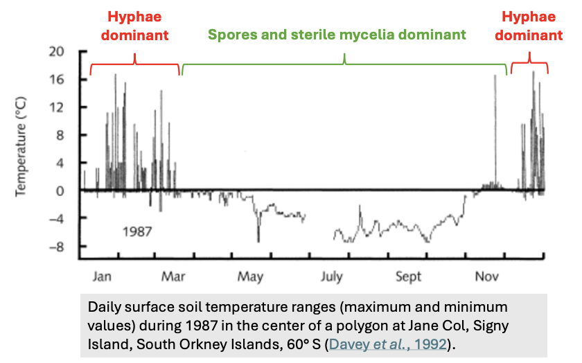 <ul><li><p><strong>Cold avoidance</strong> = mechanism of <u>spore production used as reservoir for recolonization</u> during favorable temperatures</p></li><li><p><strong>Spores </strong>can survive the cold; some spores dispersed from warmer climates re-established fungal presence</p></li><li><p><strong>Sterile mycelia</strong> do not produce spores but instead <u>grow using hyphal fragments</u></p></li></ul><p></p>
