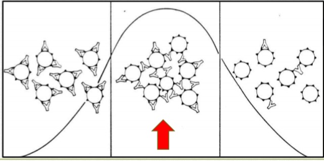 <p>The zone at which serological reactions become visible is </p>