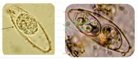 <ul><li><p><span>Immature stage contains 1 sporoblast</span></p></li><li><p><span>Mature stage contains 2 sporocysts</span></p></li><li><p><span>Each contains four sporozoites</span></p></li><li><p><span>find in wet mount (float above the sediment—focus microscope a little higher up) OR stain w <u>modified acid fast</u></span></p></li></ul><p></p>