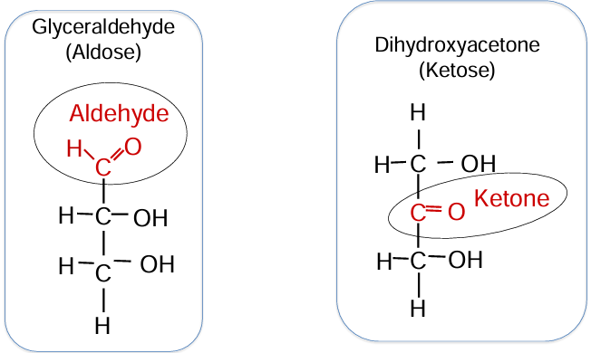 <p>glyceraldehyde (aldose) - aldehyde is on carbon 1</p><p>dihydroxyacetone (ketose) - ketone is in the middle</p>