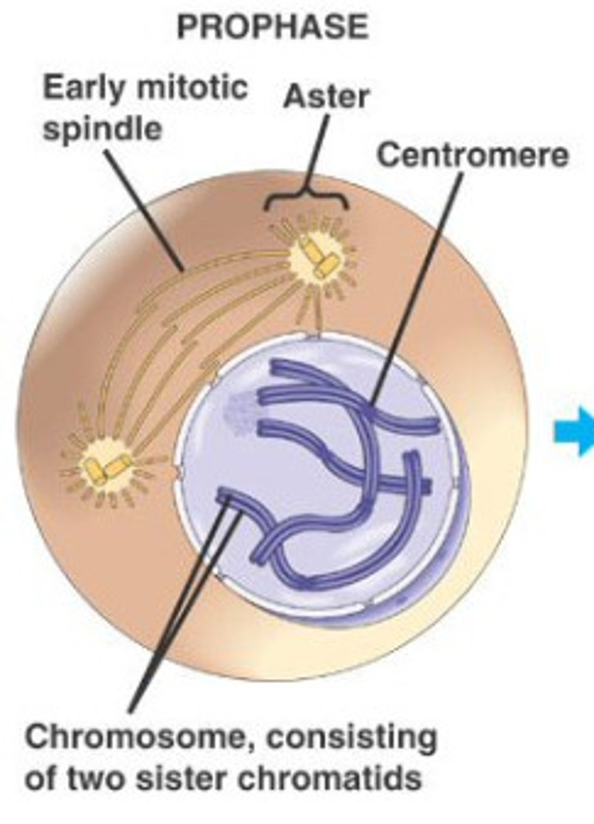 <p>1) Longest stage of Meiosis<br>2) Chromosomes Condense<br>3) Homologous chromosomes pairs align by gene. <br>4) Nuclear envelope disappears<br>5) Organelles move out of the way<br>6) Mitotic Spindle Appears<br>7) Spindle attaches to kinetochores</p>