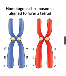 <p>when the sister chromatids of the homologous chromosome pairs tightly align happens during prophase 1 </p>