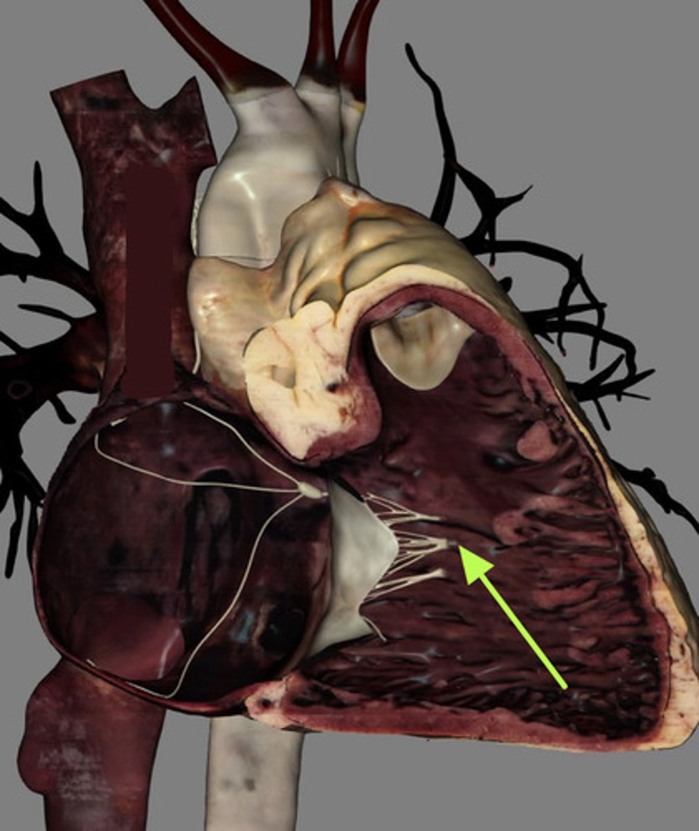 <p>Structure from which chordae tendineae originate</p>