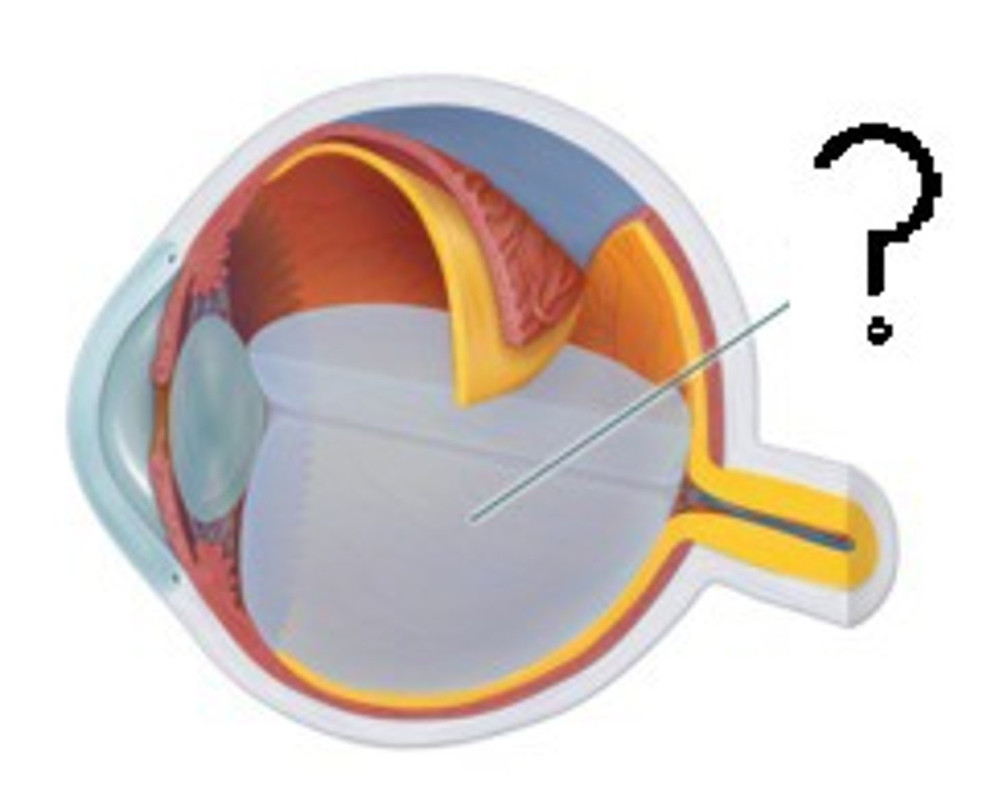 <p>B. Vitreous humor</p><p>* The vitreous humor's main role is to maintain the round shape of the eye</p><p>* The other functions include vision clarity and to absorb shock to the head or the eye</p>