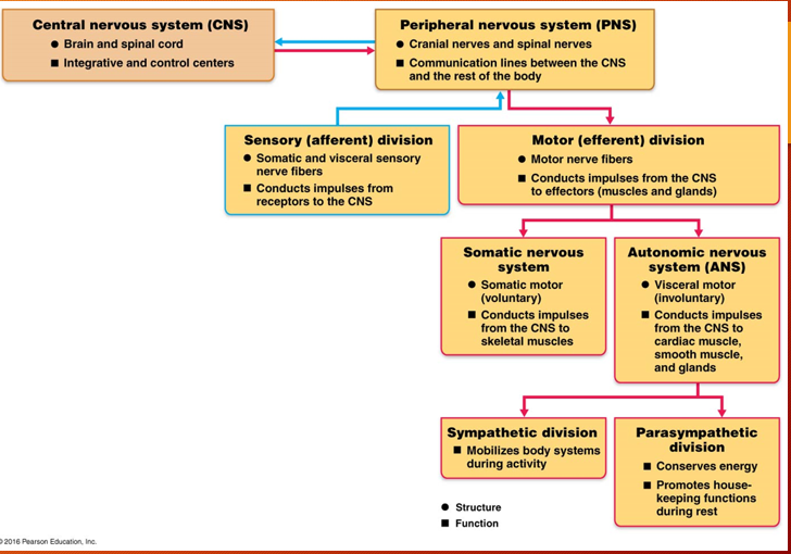 <p><span>What is the major organization and what are the major divisions of the CNS and PNS – Figure 11.3</span></p>