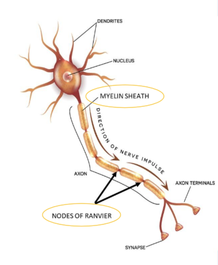 <ul><li><p>they help nerve impulses travel more quickly</p></li><li><p>provide insulation</p></li></ul><p></p>