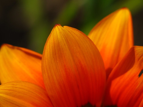 flower petals