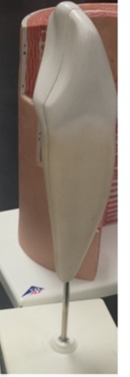 <p>What tooth is this and its function?</p>
