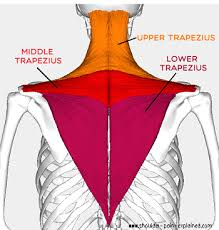 <p>Trapezius </p>