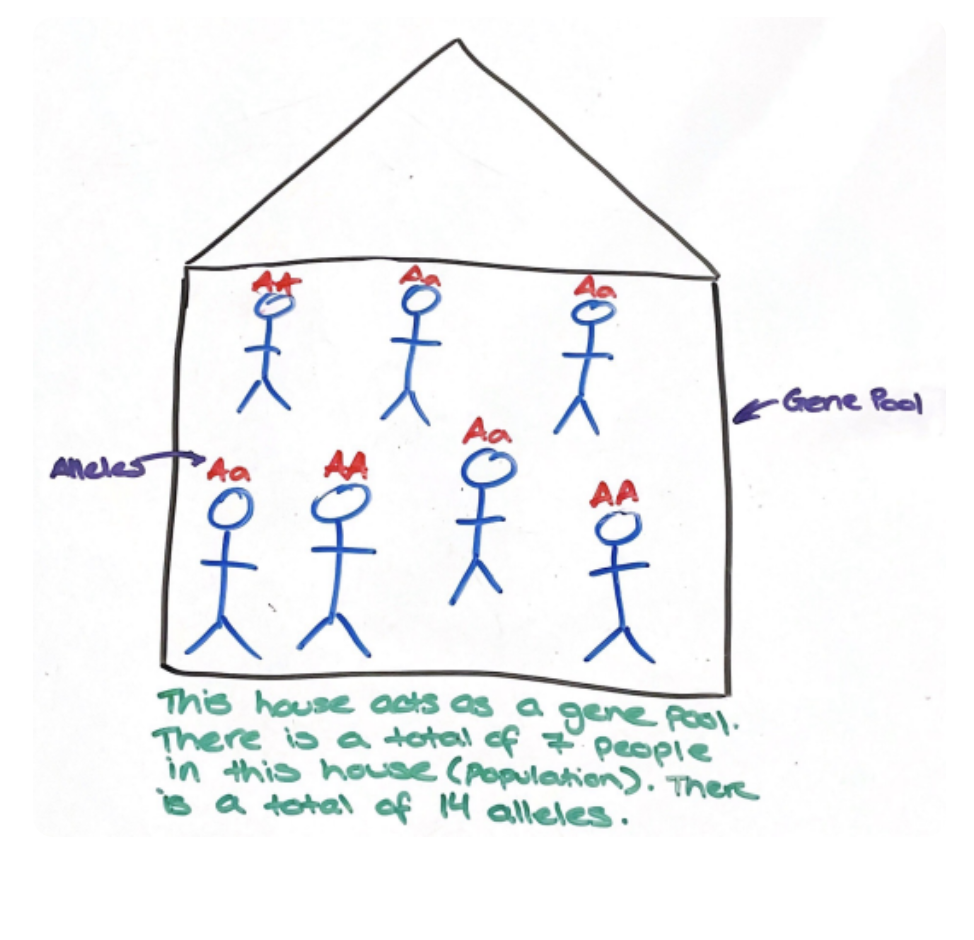<p><span style="font-family: Arial, sans-serif">A gene pool is the sum total of alleles present in a population of organisms.We can use gene pools to determine allele frequency, which is the proportion of a particular allele within a population.The range of variations possible in a population is limited by the alleles that are available in the gene pool.</span></p><p><span style="font-family: Arial, sans-serif">large = more genetic diversity</span></p><p><span style="font-family: Arial, sans-serif">small = less genetic diversity</span></p>