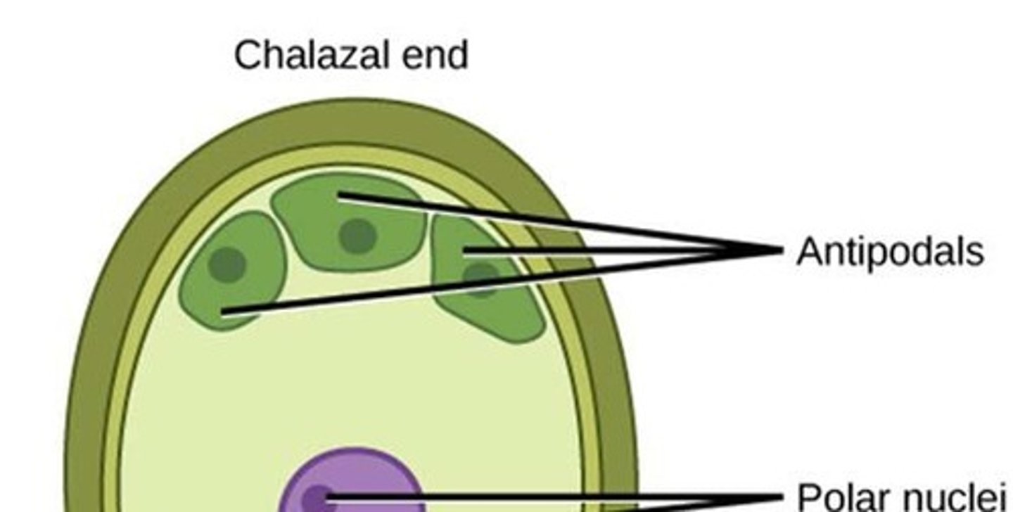 <p>The first phase involves meiosis to produce four megaspores, one of which survives; the second phase involves mitosis to form an eight-nucleate, seven-cell female gametophyte.</p>