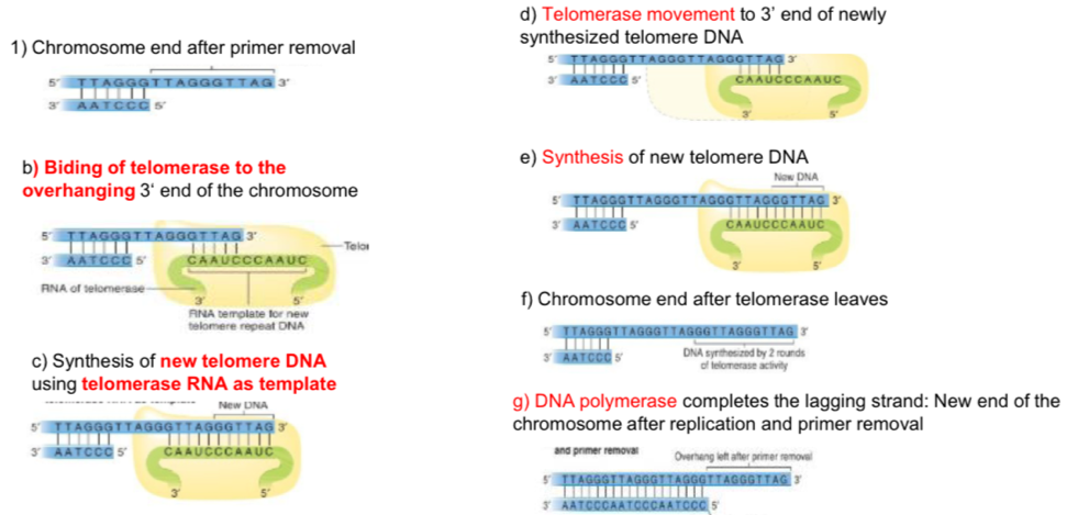<ol><li><p>Binding of telomerase to the overhang 3’</p></li><li><p>Synthesis of new telomere DNA using telomerase RNA as template</p></li><li><p>Telomerase movement to 3’ end of Newley synthesised telomere DNA</p></li><li><p>Synthesis of new telomere DNA</p></li><li><p>Telomerase laves and chromosome ends</p></li><li><p>DNA polymerase completes the lagging strand </p></li></ol><p></p>
