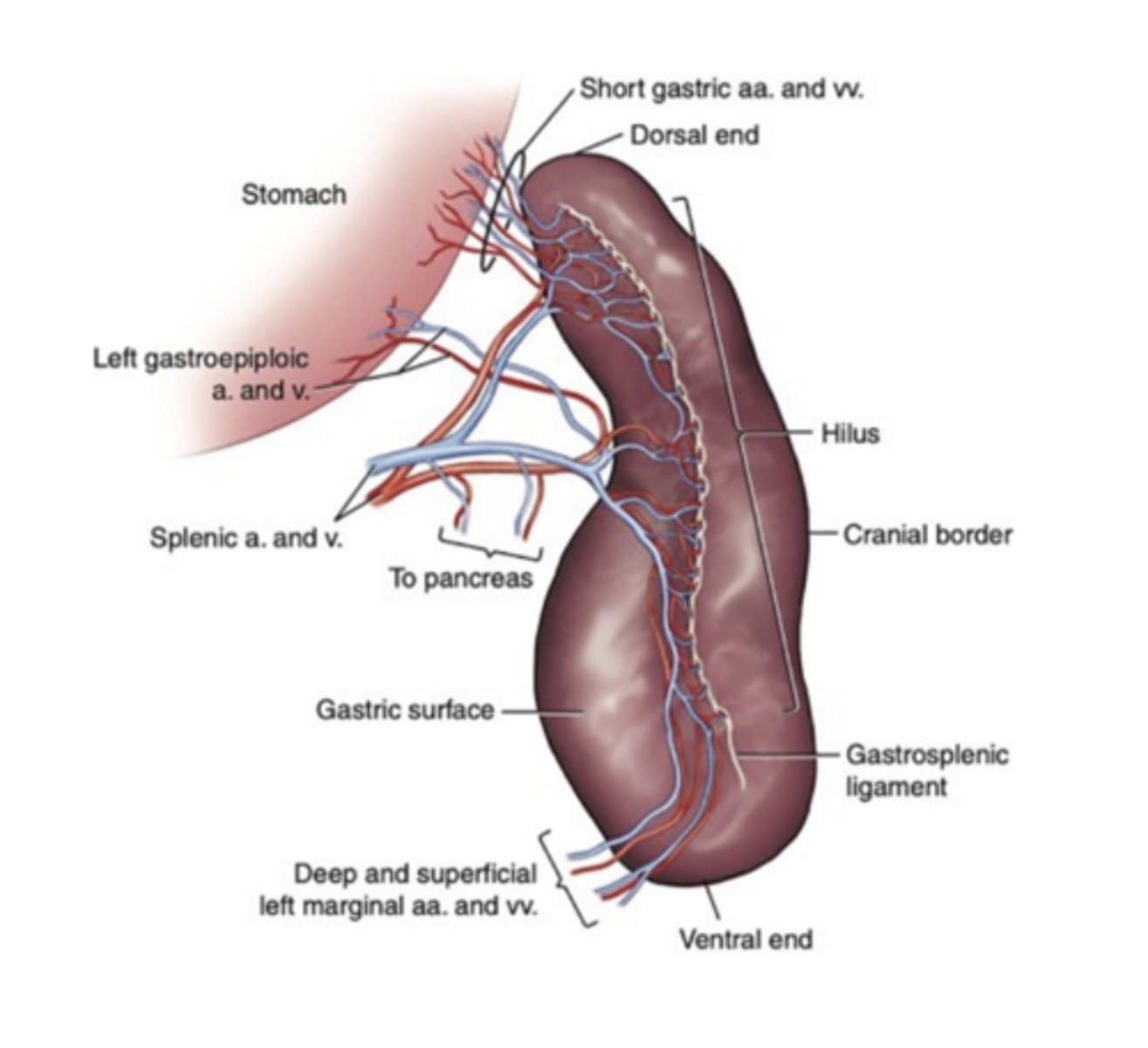 <p>- Splenic artery (two primary branches) arises from the celiac artery; has pancreatic branches to the left lobe of the pancreas (need to preserve these branches) and left gastroepiploic artery to the stomach (also try to preserve)</p><p>- Splenic vein drains to the portal vein (metastasis from spleen to liver is common)</p><p>- Short gastric arteries and veins shared with stomach</p>