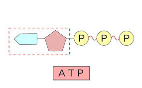 <p>Traits:</p>