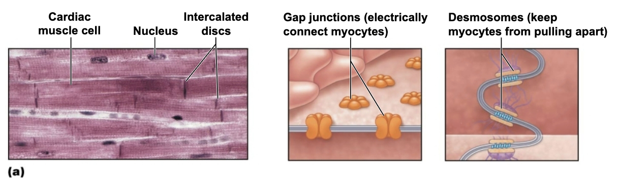 <ul><li><p>Connecting junctions between cardiac cells that contain: </p><ol><li><p><span style="color: purple;"><strong>Gap junctions</strong></span></p></li></ol></li></ul><p></p>