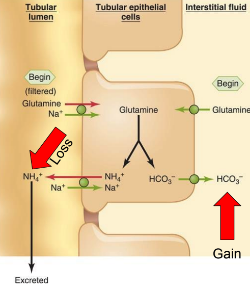 <ol><li><p>filtered glutamine transported into tubular epithelial cell</p></li><li><p>glutamine → NH4+ + HCO3-</p></li><li><p>NH4+ transported into tubular lumen → excreted </p></li><li><p>HCO3- diffuses into interstitial fluid = gain </p></li></ol><p></p>