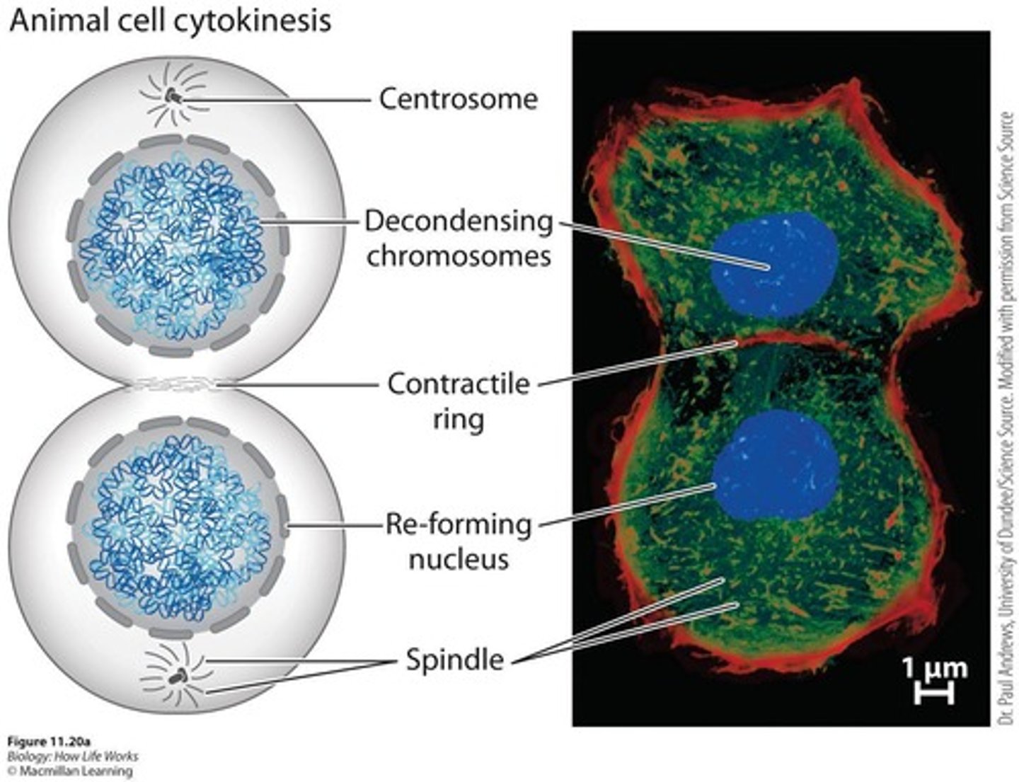 <p>In animal cells, the cell membrane pinches inwards, while in plant cells, a cell plate forms in the middle.</p>