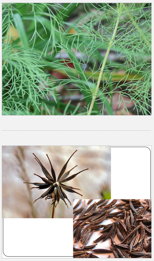 <p>thread-like leaves, ray and disk flowers, weak stems that need support, aggressive self sowing, deer resistant, dried spikey seed pod</p>