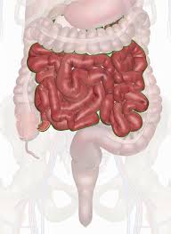 <p>small intestine</p>