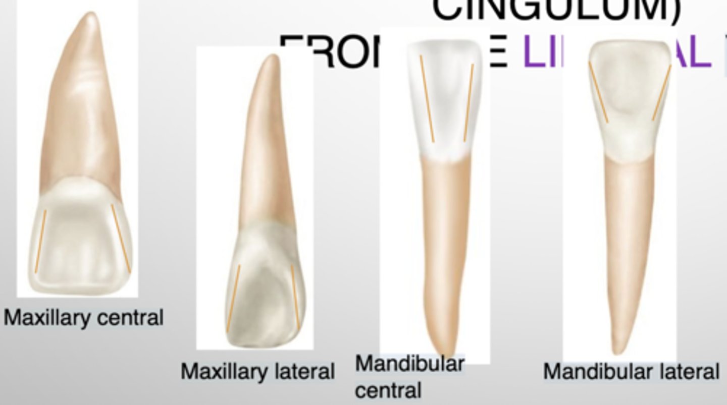 <p>Smooth lingual surface</p><p>Note: Maxillary incisors have VERY defined M &amp; D ridges, mandibular incisors do not</p>