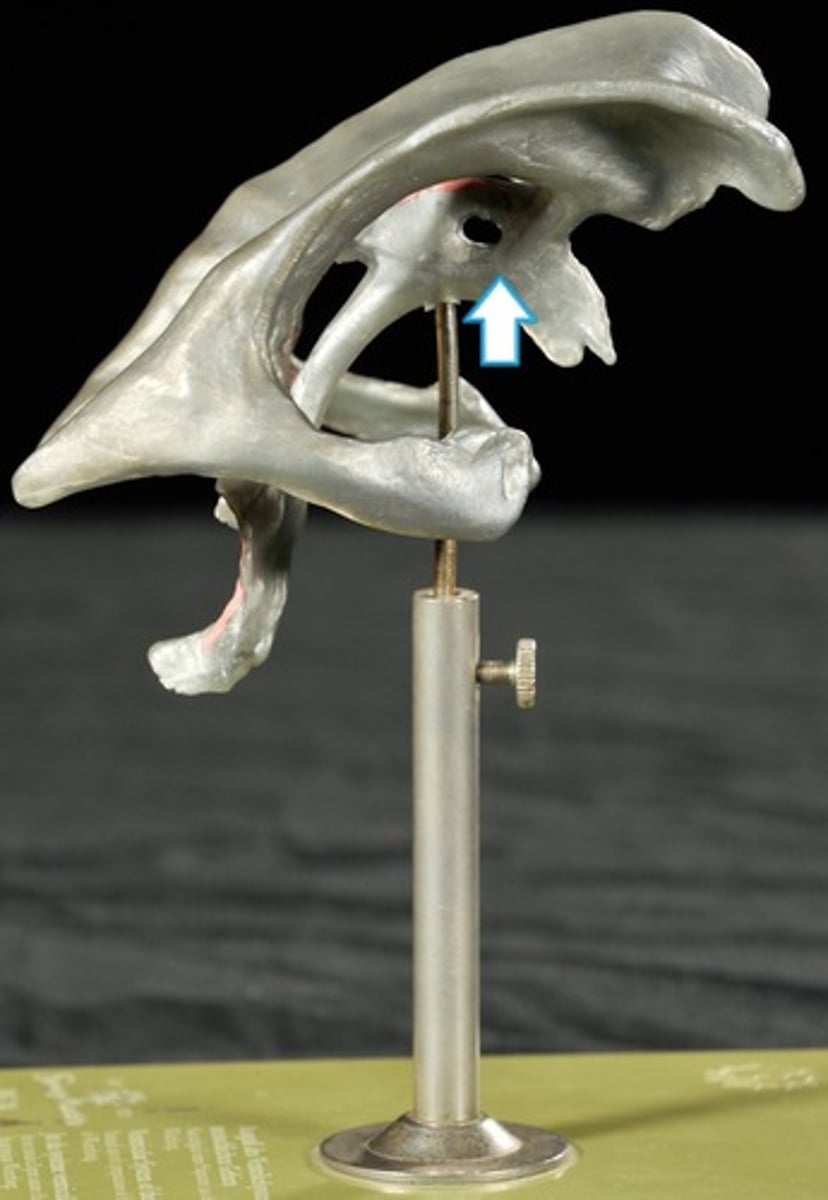 knowt flashcard image