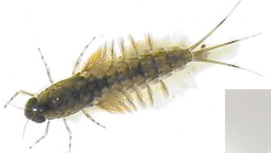 Mayflies
