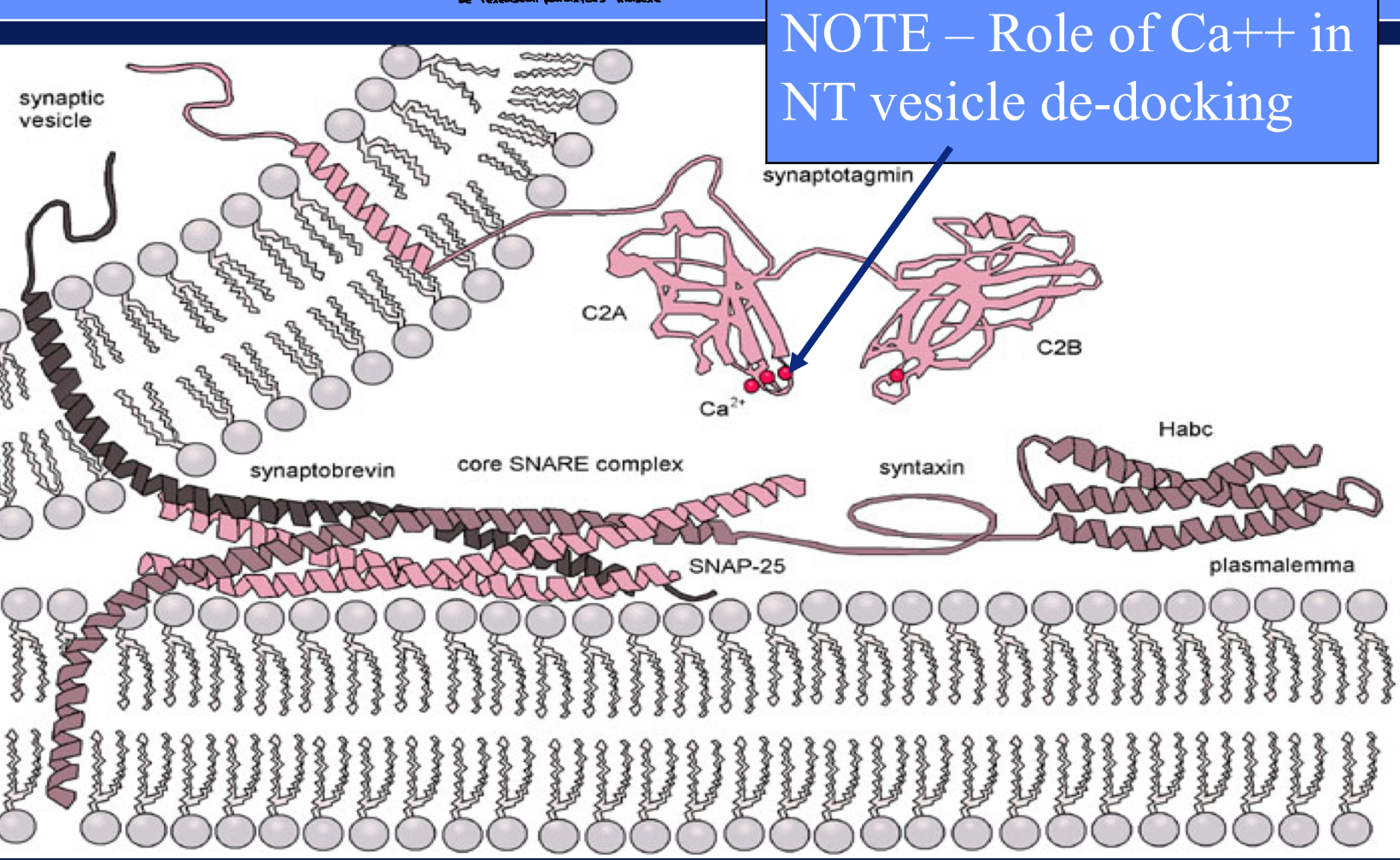 <ul><li><p><strong><em><u>**SNAPs & SNAREs**</u></em></strong>- Vesicle of NT can bind to pre-synaptic membrane then exocytose contents into synapse; <strong><em><u>BOTOX interferes</u></em></strong> with this! Result?? <strong><em><u>**Botox → Migraines</u></em></strong></p><ul><li><p>botox interferes w/ SNAPs & SNAREs, need the to get vesicles of NT to dock</p></li><li><p>to get NT to bind, fuse, & exocytose, botox is going to mess around w/ SNAPs & SNAREs</p></li><li><p>acetylcholine dec., paralyzes muscles</p></li><li><p>botox: vesicles of acetylcholine cannot be released, paralyzes muscle… helps w/ migraines</p></li></ul></li><li><p>NOTE- Role of Ca++ in NT vesicle de-docking</p></li></ul><p></p>