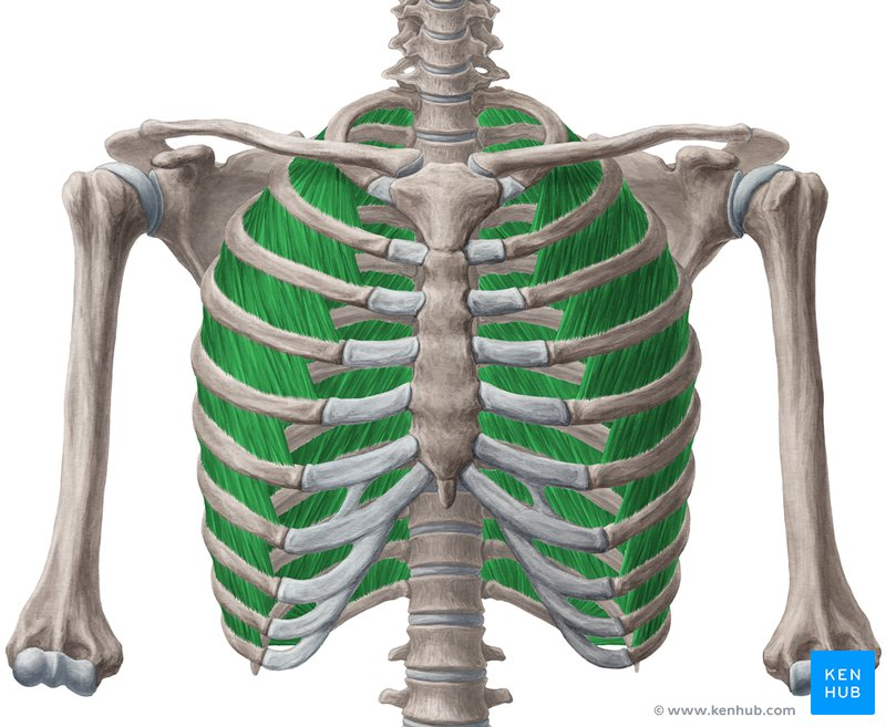 <p><strong>elevate ribs</strong> during quiet, resting inhalation</p>