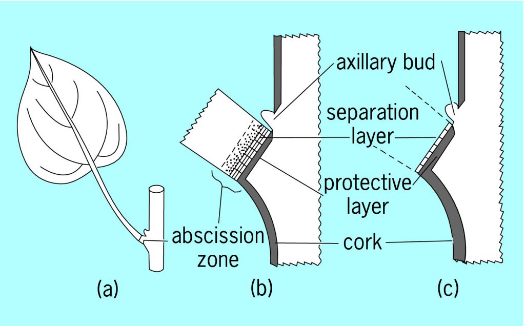 <p>The base of the petiole where dicot leaves detach from the plant.</p>