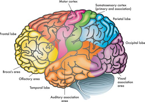 <p>receives information from the visual fields</p>