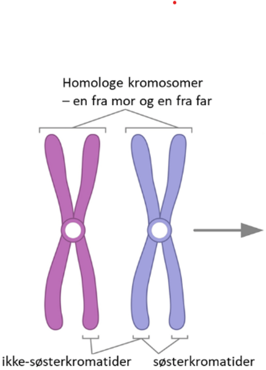<p>To identiske DNA-kopier av det som for var ett kromosom etter replikasjon. Festet sammen i sentromeren. Separeres under celledelingen og fordeles på to datterceller. Blir etter hvert blir under mitose og meiose II.</p>
