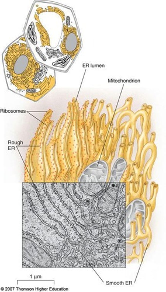 <p>Network of membranes for protein and lipid synthesis.</p>