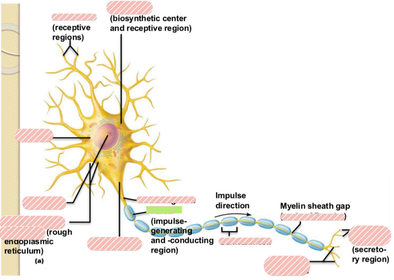 <p><span>Typical Motor Neuron</span></p>