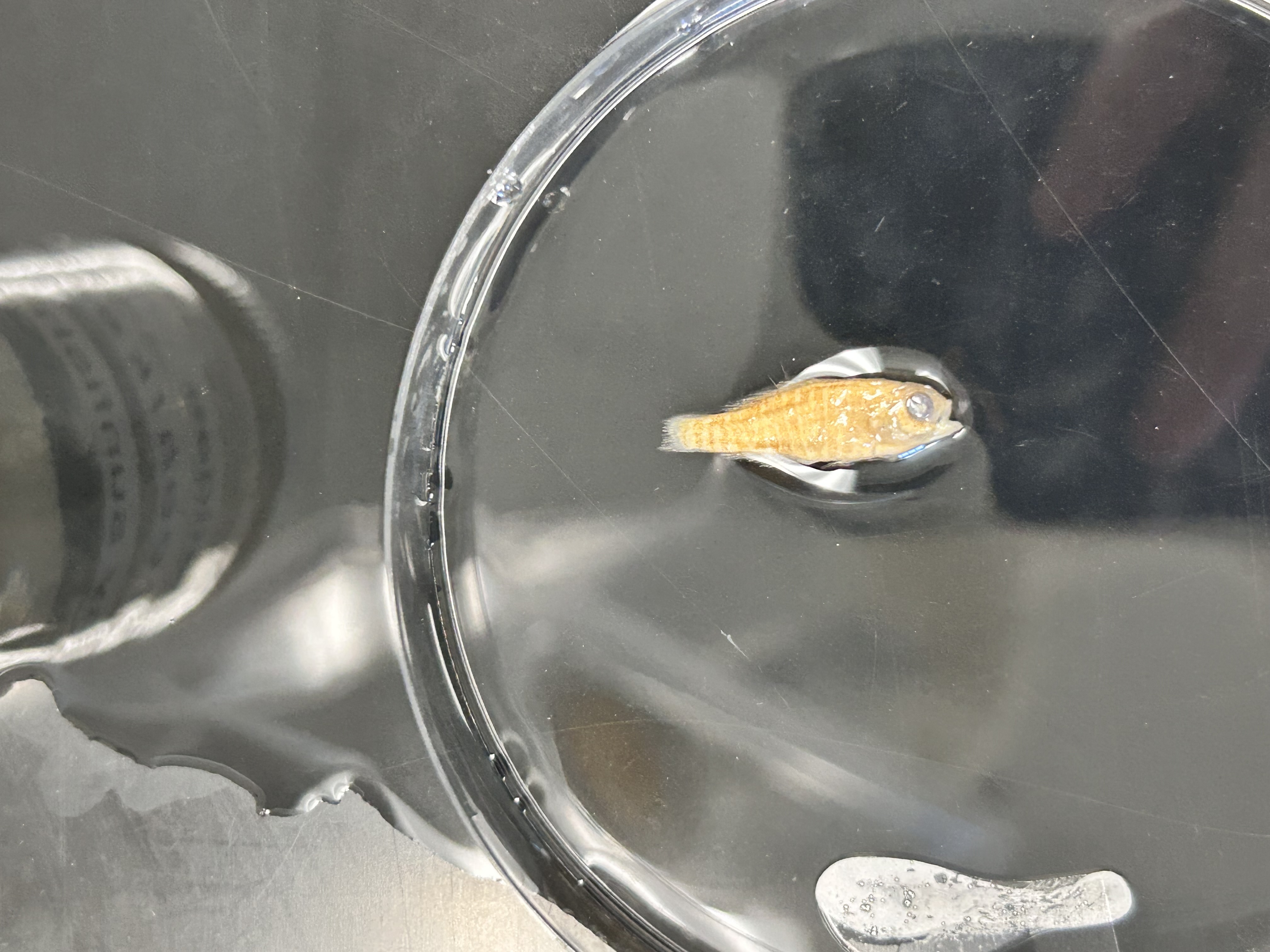 <p>pygmy sunfish </p>