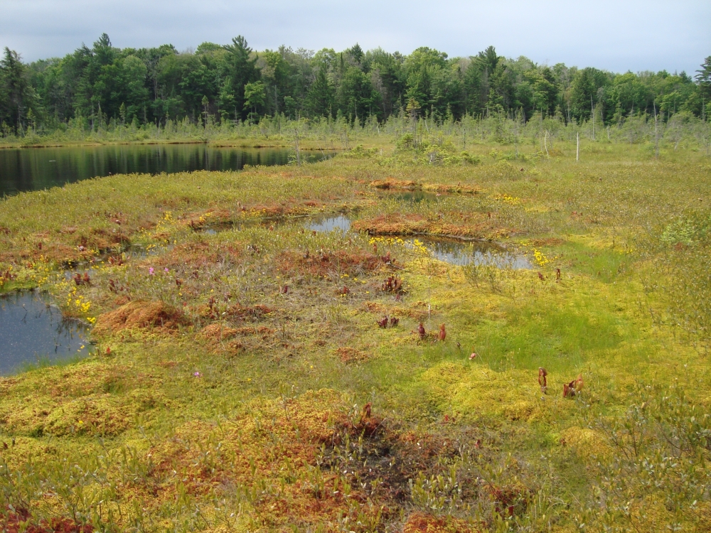 <p>type of wetland with an anaerobic and acidic environment, characterized by slow decomposition rates. Low water flow</p>