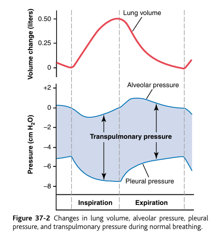 <p><em>Alveolar pressure</em> is the<strong> pressure of the air <u>inside</u> the lung alveoli </strong>(it’s in the name). </p><p>When the glottis is open and <strong>no air is flowing into or out of the lungs</strong>, the <strong>pressures in all parts of the respiratory tree, all the way to the alveoli, are <u>equal</u> to atmospheric pressure, which is considered to be zero reference pressure in the airways</strong>—that is, <strong>0 cm water pressure.</strong></p><p>To <strong>cause inward flow of air</strong> into the <strong>alveoli during inspiration</strong>, the pressure in the alveoli must fall to a value <strong>slightly <u>below</u> atmospheric pressure (below 0).</strong> </p><p>The second curve (labeled “alveolar pressure”) of Figure 37-2 demonstrates that <strong>during normal inspiration</strong>,<strong> alveolar pressure decreases to about −1 centimeters of water</strong>. This slight negative pressure is enough to pull 0.5 liter of air into the lungs in the 2 seconds required for normal quiet inspiration.</p><p>During expiration, opposite pressures occur: The alveolar pressure rises to about +1 centimeter of water, and this forces the 0.5 liter of inspired air out of the lungs during the 2 to 3 seconds of expiration.</p>