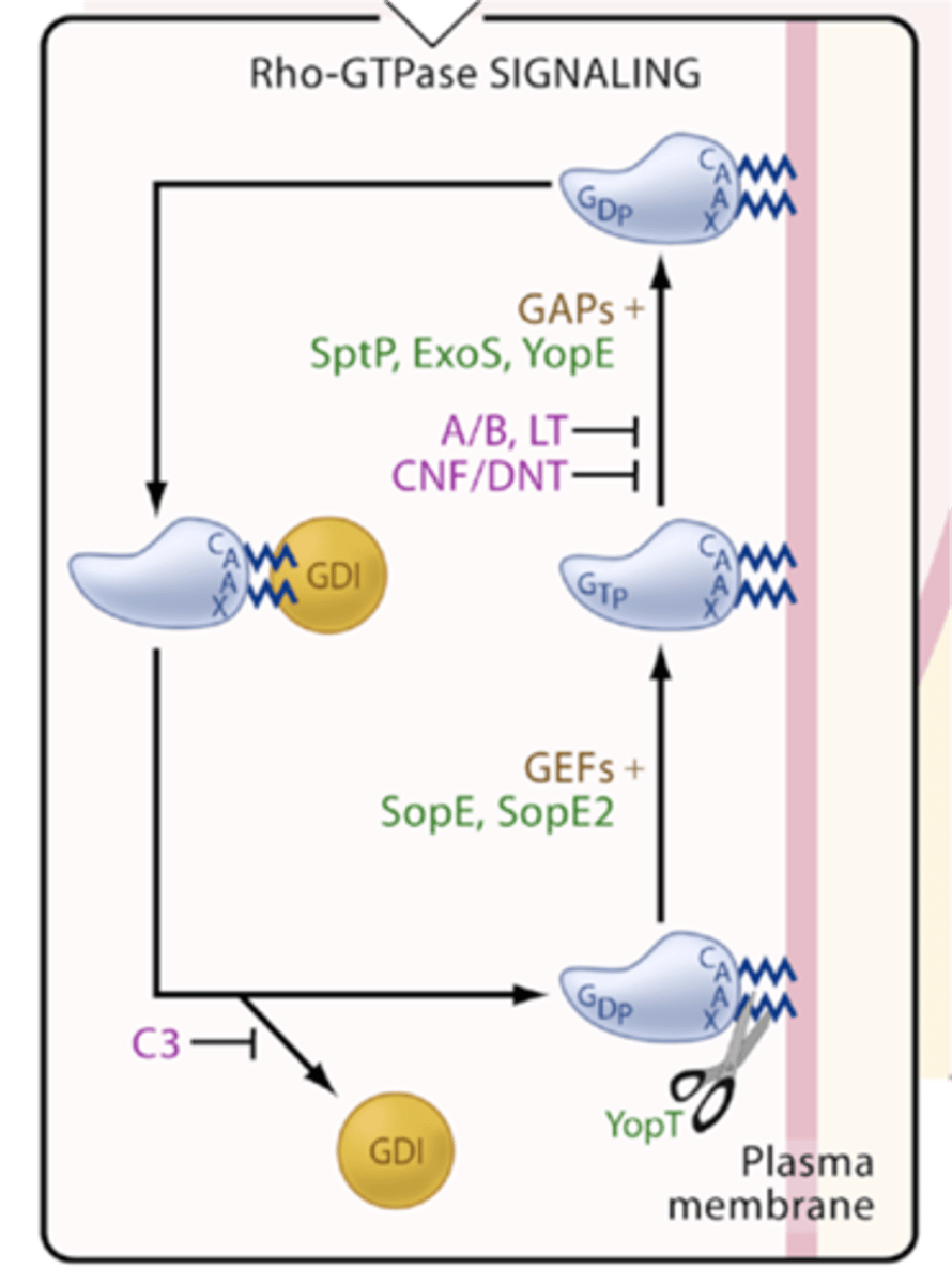 <p>by activating and deactivating small GTPases</p>