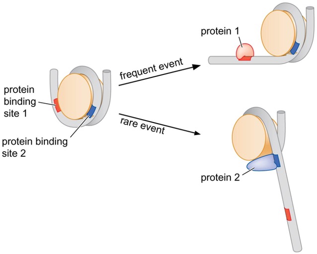 In most cases, DNA exposure is due to unwrapping from histone octamers (ends of nucleosomes more frequently accessible to proteins)