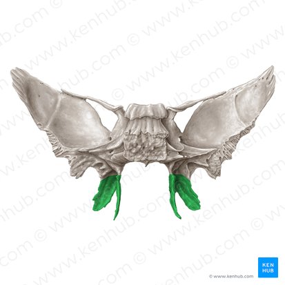 <p>külső röpnyúlvány</p>