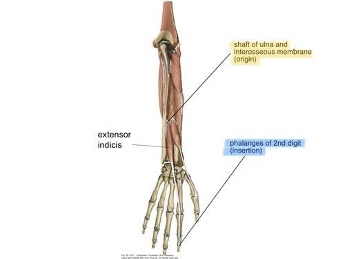 Posterior surface body of the ulna distal to extensor pollicis longus origin
