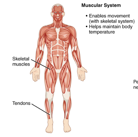 <p>Muscles and tendons; enables movement and posture.</p>
